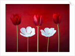 Tulip flowers in a row by Assaf Frank